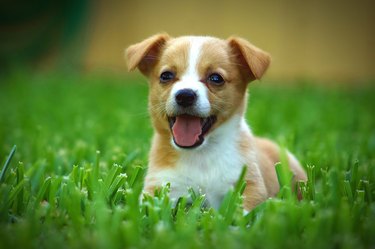 Portrait Of Dog On Field