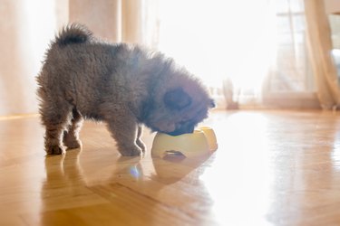 Chow puppy eating from animal food bowl.