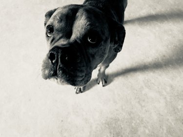 Bull dog looking "guilty" looking up at camera with large eyes