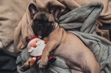 French bulldog puppy sleeping on sofa with Santa Claus toy plush.