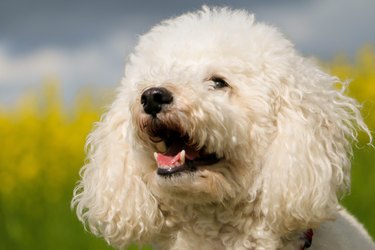 a head portrait of a white small poodle