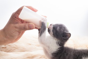 Emergency milk for outlet kittens