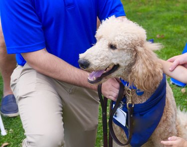 Therapy Assistance Dog accepts petting