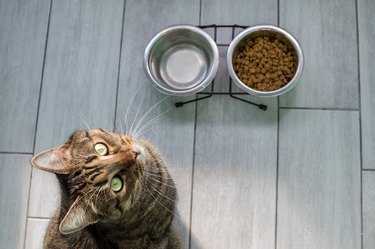 cat sits on the kitchen floor near food and water