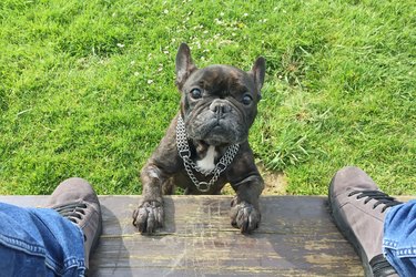 dog putting paws on bench and looking at owner