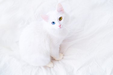 Albino house hot sale cat