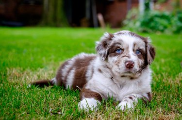 Australian Shepherd with blue eyes.