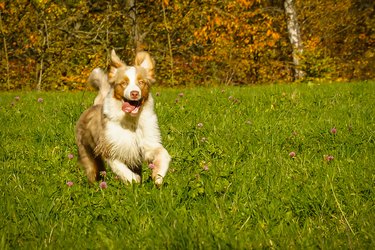 Dog, Australia Shepherd