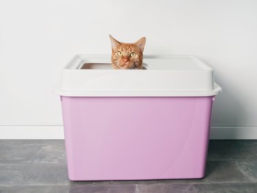 Cute ginger cat sitting in a top entry litter box and looking curious to the camera.