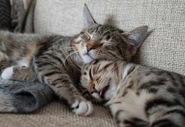 Two gray cats cuddling on a gray couch.