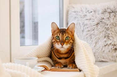 Adorable bengal cat on window sill under knitted plaid with book,cup of tea in cozy home modern interior.Creative photo of cold pet,animal in winter,autumn indoor.Selective focus