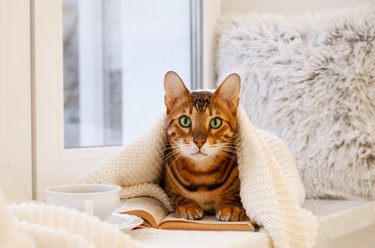 Best blankets outlet for cats