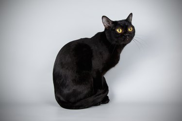 Bombay cat on colored backgrounds