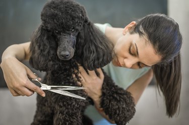 Grooming a little dog in a hair salon for dogs