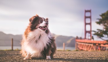 Cute fluffy Australian Shepherd puppy with the Golden Gate Bridge in the background