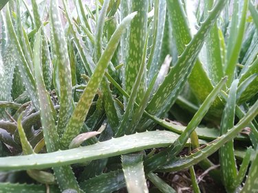 aloe vera plant that thrives in the home garden