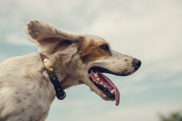 Portrait of happy dog looking into the wind.