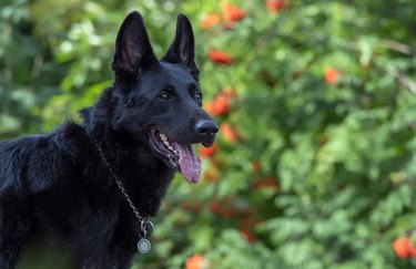 Portrait of black german shephed on the rowanberry background