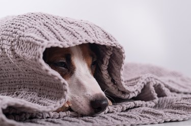 A cute little dog lies covered with a gray plaid. The muzzle of a Jack Russell Terrier sticks out from under the blanket