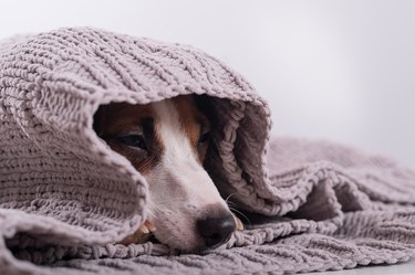 Are Weighted Blankets Safe for Dogs and Cats?