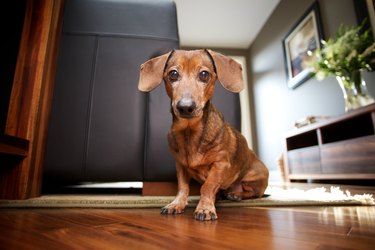 Mini Dachshund sitting in stylish living room