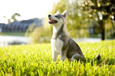 Alaskan Klee Kai puppy sitting on grass looking up