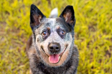 The Queensland Dog: A History of Queensland Heeler Dogs | Cuteness