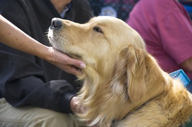 Golden Retriever Getting a Chin Rub