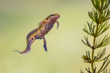 A swimming salamander