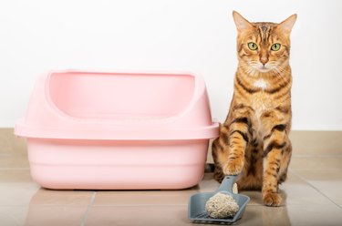 Bengal cat cleans the cat litter box at home.