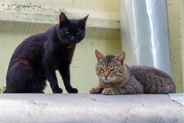 Black and motley cats bask on the heat pipes