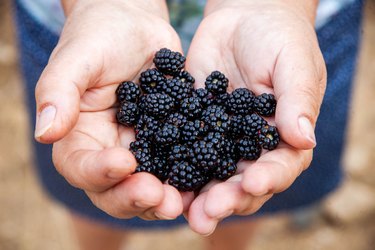 A lady's hand full of wild blackberries