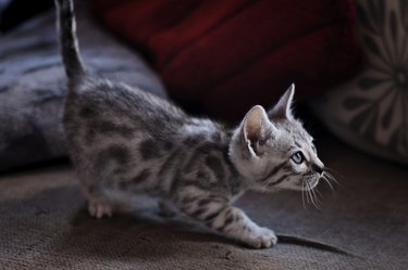 Silver tabby spotted Bengal Kitten