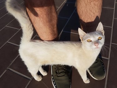 Cat rubbing against male legs outdoor sunlight