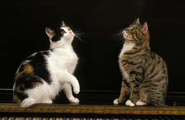 Two distinct Manx cats sitting on a piano.