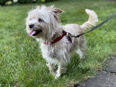 A small white dog out for a walk on a leash in grass