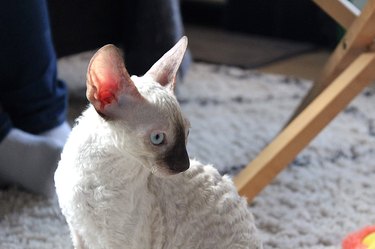 White Cornish rex kitten sitting on a rug in profile.