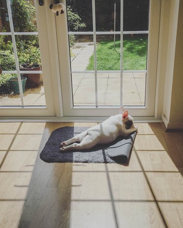 Puppy sun bathing on doormat