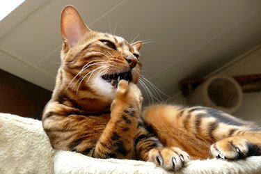 Bengal cat grooming itself, biting nails