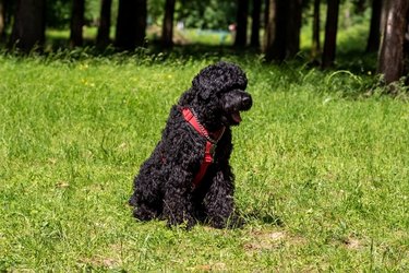 black Russian terrier outside