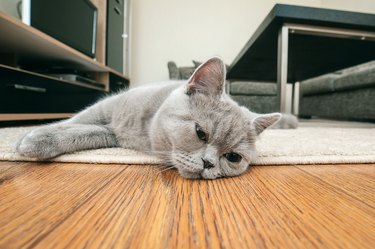 Close-up of gray cat lying on wooden floor