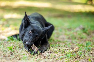 Healthy happy black Shepperd dog chewing dry treats, lying down on green grass in park or back yard.