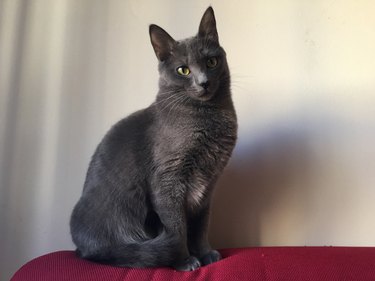 Portrait Of Russian Blue On Sofa Against Wall