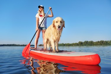 Weakness in the Rear Legs of Golden Retrievers