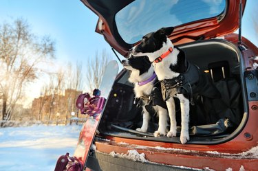 Two border collies in a car trunk waiting for the snow walk