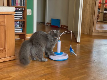 Persian kitten playing with an automatic toy