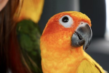 Close-up of sun conure