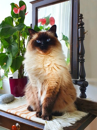 Portrait of a beautiful fluffy longhair ragdoll cat with deep blue eyes, sitting and looking into the camera.