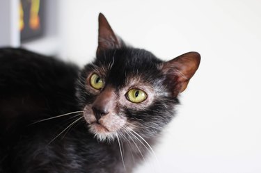 Male Lykoi Cat looking to the side.