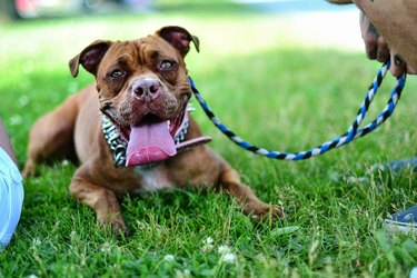 Close up of a brown dog on leash in grass